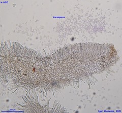 Ciboria betulae