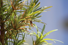 Polistes rubiginosus