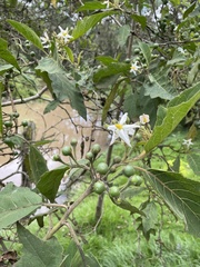 Solanum stellatiglandulosum