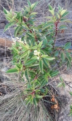 Leucopogon fasciculatus