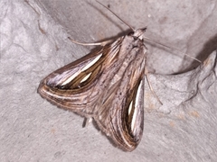 Schistorhynx argentistriga
