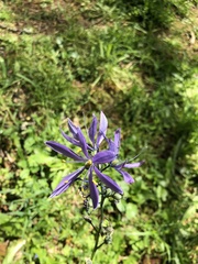 Camassia quamash quamash