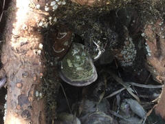 Isognomon alatus