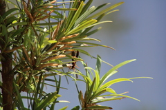 Polistes rubiginosus