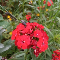 Sarconesiopsis magellanica