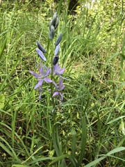 Camassia quamash quamash