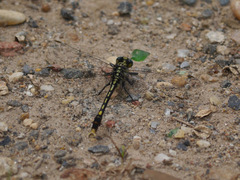Arigomphus villosipes