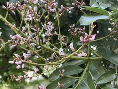 Millettieae