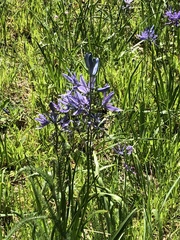 Camassia quamash quamash