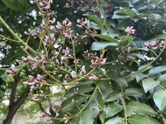 Millettieae