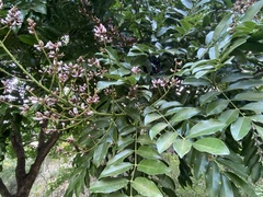 Millettieae