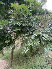 Millettieae