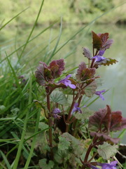 Glechoma hederacea