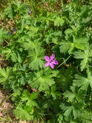 Geranium asphodeloides
