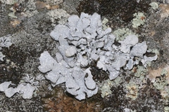 Parmelia barrenoae image