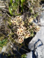 Trichocephalus stipularis