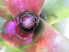 Neoregelia compacta