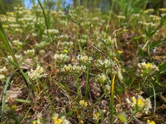Alyssum umbellatum