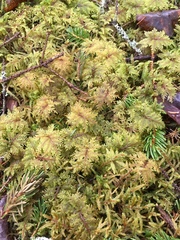 Hylocomium splendens image