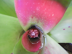 Neoregelia compacta