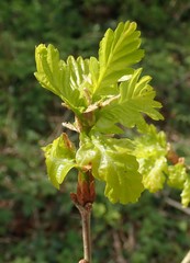 Quercus robur