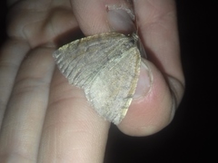 Epirranthis diversata