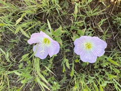 Oenothera speciosa
