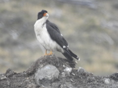 Daptrius albogularis