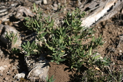 Pachypodium bispinosum