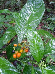 Palicourea racemosa