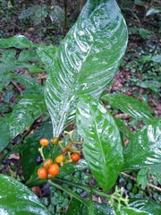 Palicourea racemosa