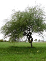 Parkinsonia aculeata