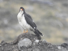 Daptrius albogularis