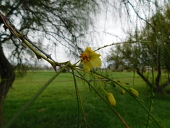 Parkinsonia aculeata
