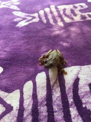 Dendropsophus columbianus