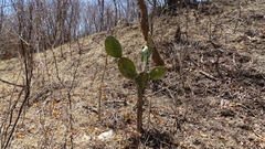 Opuntia decumbens