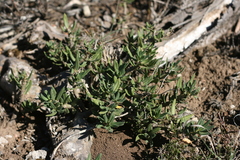 Pachypodium bispinosum