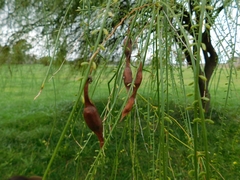 Parkinsonia aculeata