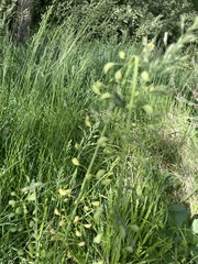 Piperales