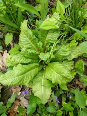 Primula japonica