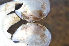 Utterbackiana suborbiculata