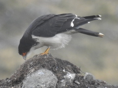 Daptrius albogularis