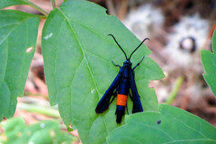 Synanthedon exitiosa