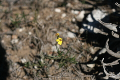 Senecio crassiusculus
