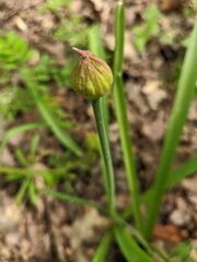 Allium decipiens quercetorum