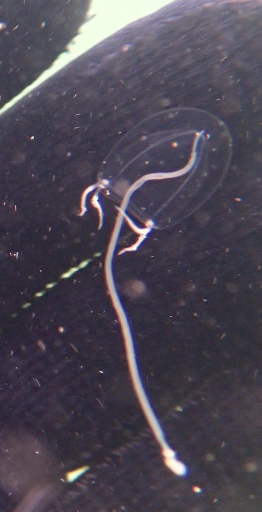 clapper hydroid