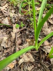 Allium decipiens quercetorum