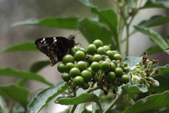 Codatractus arizonensis