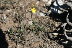 Senecio crassiusculus
