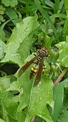 Polistes weyrauchorum
